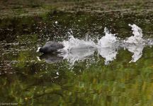 Blaesshuhn Aktion Aueteich FKB